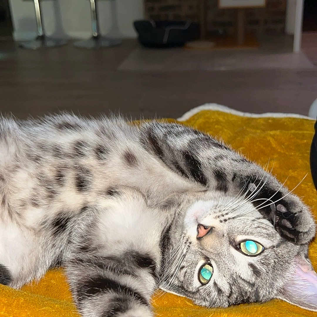 Nikita