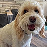 dog, pet, curly_fur, happy, indoor, living_room, blanket, decor, fireplace, photo_frames, smiling, close_up, canine, fur, animal, cute, companion, domestic, flooring, furniture