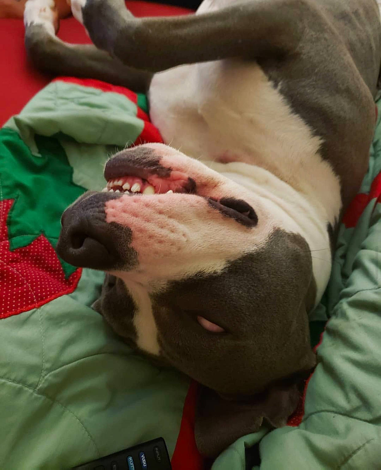 Felony The Crazy Pitt