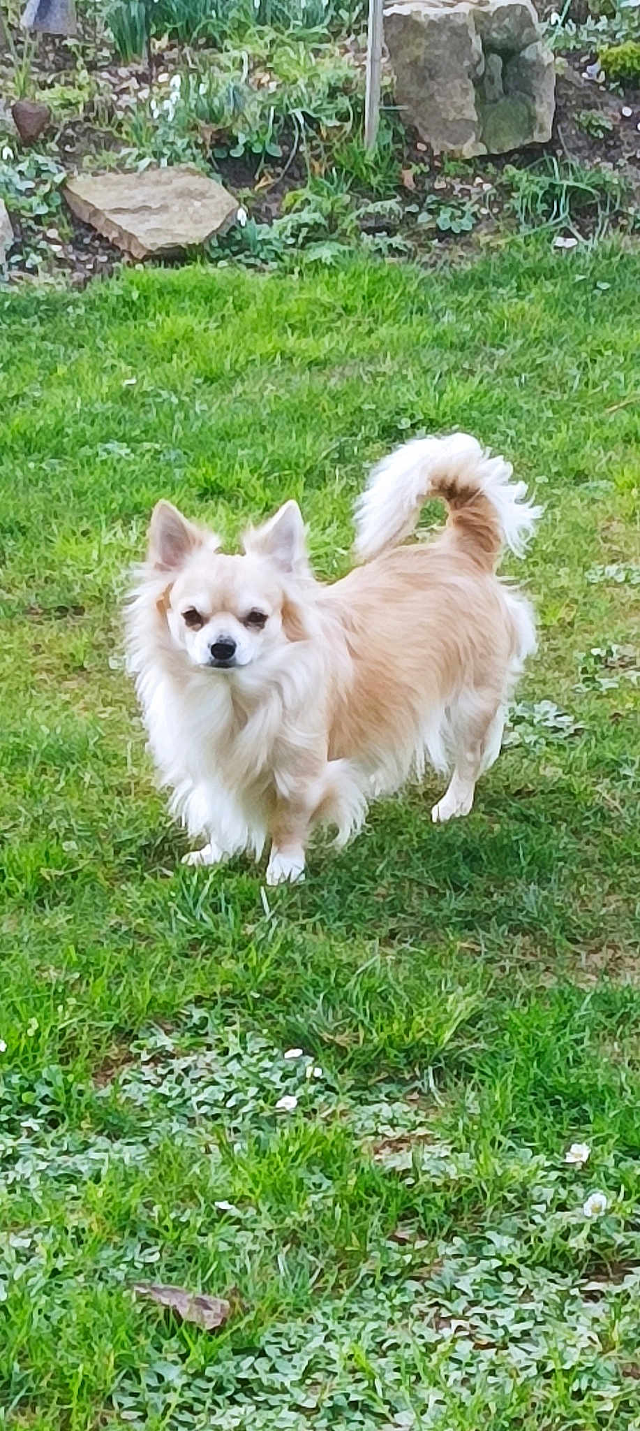 Paddy