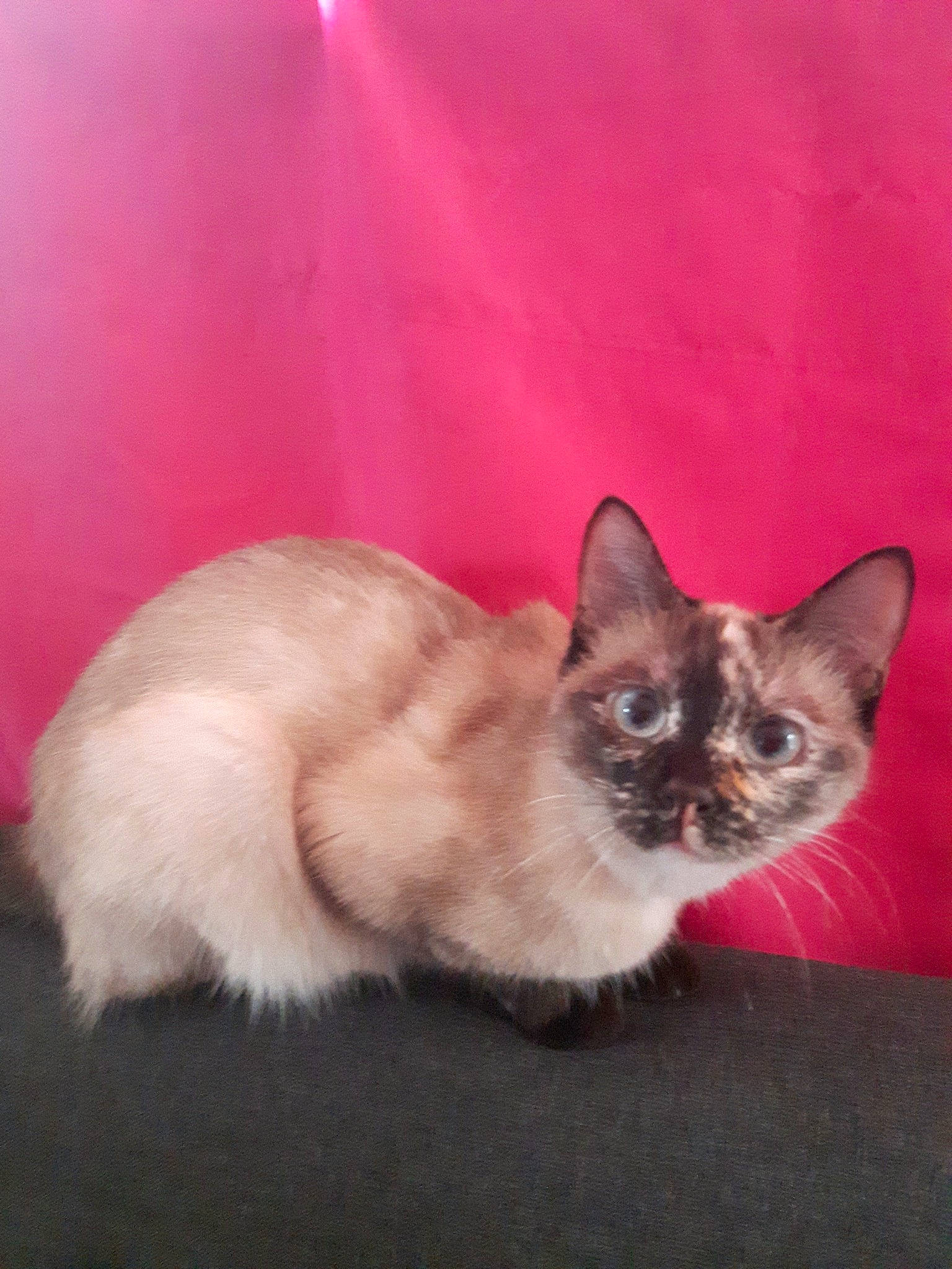 Kipi participe au concours pour gagner de l'argent avec cette photo : balinese, carnivore, cat, cat_supply, claw, domestic_short_haired_cat, eye, fawn, felidae, fur, paw, photo_caption, siamese, small_to_medium_sized_cats, snout, tail, thai, tonkinese, whiskers