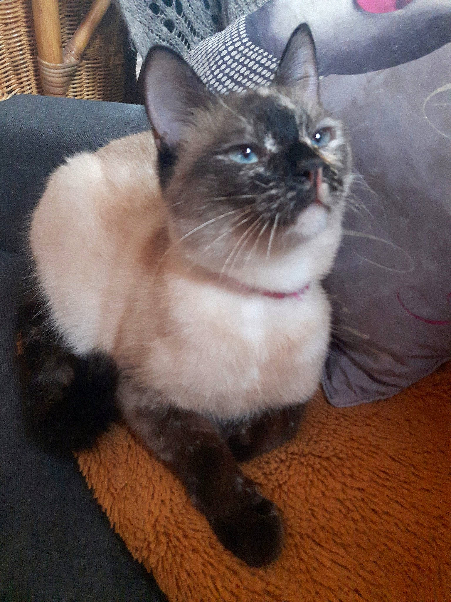 Kipi a rejoint le concours — aidez-le/la à gagner de superbes lots ! carnivore, cat, comfort, eye, fawn, felidae, floor, flooring, foot, fur, hardwood, paw, siamese, sitting, small_to_medium_sized_cats, snout, tail, terrestrial_animal, thai, whiskers