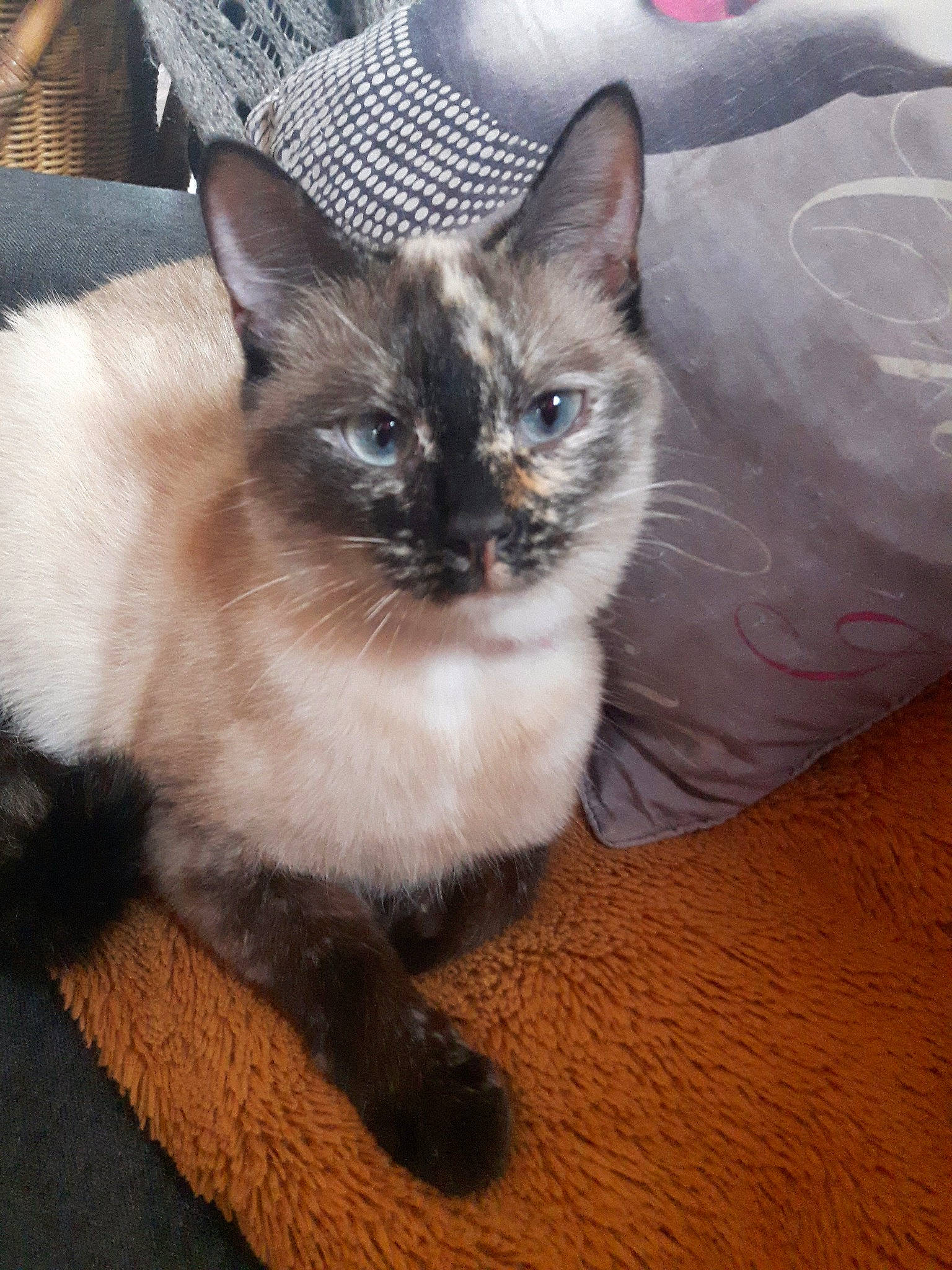 Kipi participe au concours pour gagner de l'argent avec cette photo : balinese, carnivore, cat, claw, comfort, domestic_short_haired_cat, fawn, felidae, flooring, fur, hardwood, iris, paw, siamese, sitting, small_to_medium_sized_cats, snout, tail, thai, whiskers