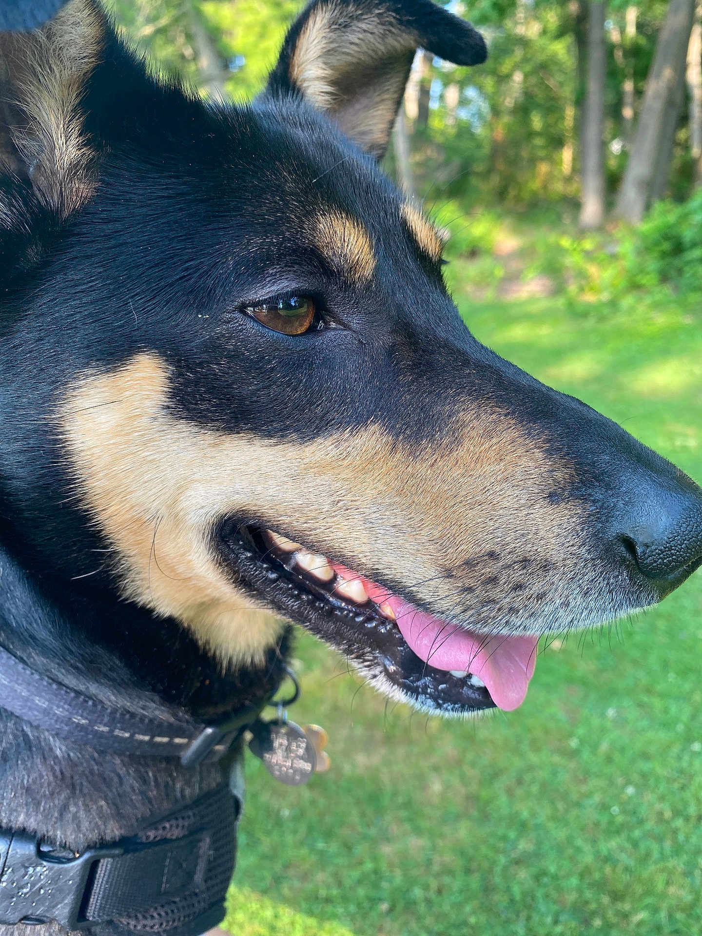 Toby is registered to the contest to win money with this photo: dog, canine, pet, portrait, close_up, outdoor, greenery, grass, forest, happy, panting, tongue_out, black_fur, tan_fur, collar, tag, sunlight, nature, animal, muzzle