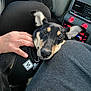 Toby is registered to the contest to win money with this photo: dog, pet, car_interior, lap, hand, black_harness, dashboard, red_lights, relaxed, resting, canine, seat, comfort, human, close_up, black_and_tan, ears, snout, animal, companion