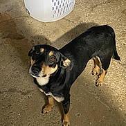 Toby is registered to the contest to win money with this photo: dog, black_and_tan, pet, animal, concrete_floor, indoor, laundry_basket, shadow, looking_up, curious, portrait, four_legs, ears, tail, snout, fur, eyes, domestic_animal, companion, standing