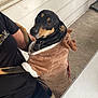 Toby joined the competition — help win amazing prizes! dog, costume, reindeer, black_and_tan, pet, person, holding, outdoor, window, shirt, concrete_floor, porch, collar, tag, fur, cute, looking, animal, clothing, hand