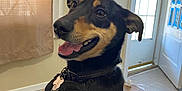 Toby joined the competition — help win amazing prizes! dog, black_and_tan, harness, indoor, wooden_floor, window, door, tongue_out, happy, pet, canine, ears_up, collar, light, smiling, domestic_animal, fur, tail, friendly, animal