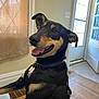 dog, black_and_tan, harness, indoor, wooden_floor, window, door, tongue_out, happy, pet, canine, ears_up, collar, light, smiling, domestic_animal, fur, tail, friendly, animal