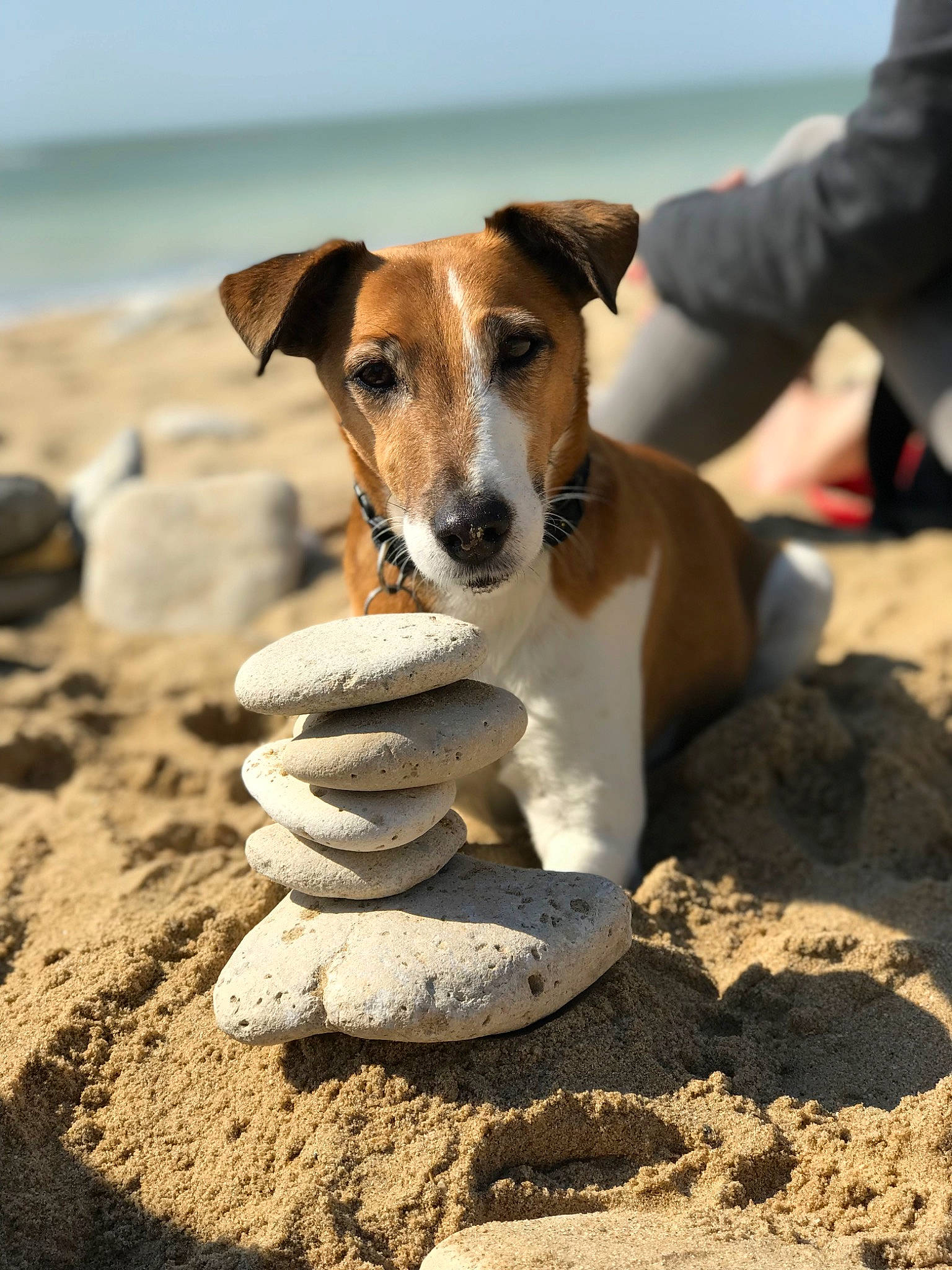 Flora participe au concours pour gagner de l'argent avec cette photo : beach, canidae, carnivore, coast, collar, companion_dog, dog, dog_breed, fawn, hunting_dog, landscape, ocean, rock, sand, sky, soil, sporting_group, water