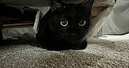 Mischief is registered to the contest to win money with this photo: black_cat, cat, pet, animal, indoor, carpet, under_bed, shadow, alert, fur, whiskers, ears, eyes, resting, hidden, cozy, domestic, feline, quiet, curious
