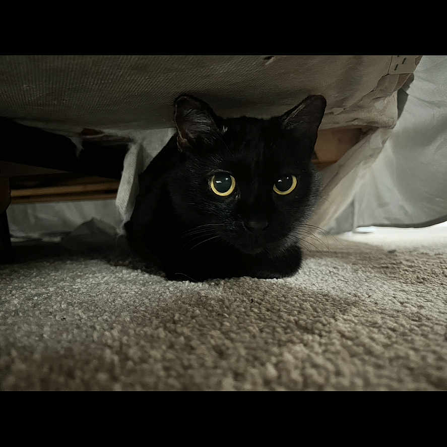 Mischief is registered to the contest to win money with this photo: black_cat, cat, pet, animal, indoor, carpet, under_bed, shadow, alert, fur, whiskers, ears, eyes, resting, hidden, cozy, domestic, feline, quiet, curious