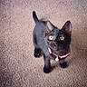 Mischief joined the competition — help win amazing prizes! black_cat, kitten, pet, animal, fur, collar, carpet, indoor, cute, small, young, whiskers, ears, tail, looking_up, domestic_cat, feline, playful, eyes, pink_collar