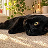 Mischief is registered to the contest to win money with this photo: black_cat, cat, indoor, carpet, sunlight, green_eyes, relaxing, pet, feline, cozy, soft_texture, houseplant, fairy_lights, vase, window, daylight, closeup, animal, resting, domestic_cat
