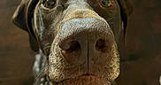 Diesel joined the competition — help win amazing prizes! dog, close_up, snout, curious, brown, pet, animal, collar, indoor, portrait, canine, face, looking, texture, fur, ears, whiskers, nose, expression, domestic