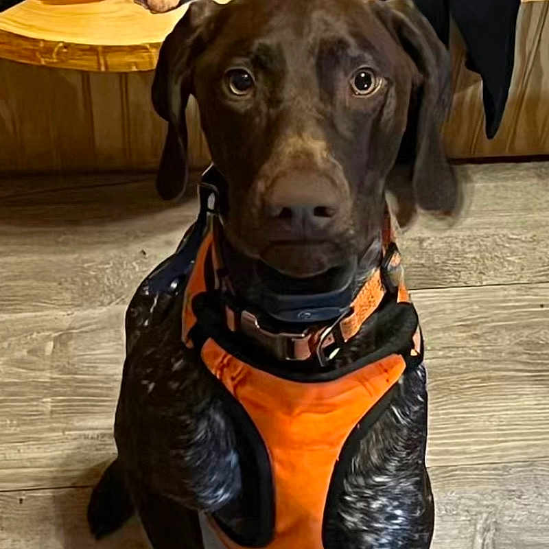 Diesel joined the competition — help win amazing prizes! dog, pet, orange_harness, brown_coat, wooden_floor, indoor, portrait, animal, canine, attention, sitting, leash, cute, domestic_animal, companion, looking_at_camera, ears, fur, collar, loyal