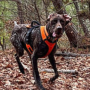 Diesel joined the competition — help win amazing prizes! dog, canine, forest, autumn, leaves, harness, outdoor, nature, animal, running, brown, black, white_spots, trees, woods, playful, energetic, pet, mammal, tongue_out