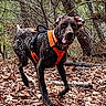 dog, canine, forest, autumn, leaves, harness, outdoor, nature, animal, running, brown, black, white_spots, trees, woods, playful, energetic, pet, mammal, tongue_out