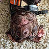 Diesel joined the competition — help win amazing prizes! dog, brown_dog, upside_down, close_up, collar, orange_collar, pet, canine, fur, nose, ears, carpet, rug, texture, indoor, animal, playful, cute, expression, lying_down