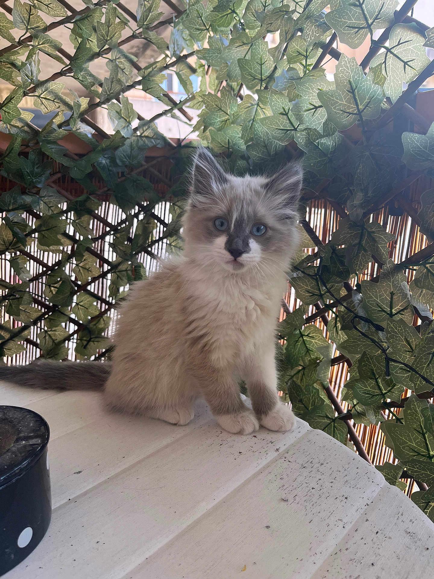 Perle a rejoint le concours — aidez-le/la à gagner de superbes lots ! kitten, cat, blue_eyes, fluffy, sitting, white_surface, green_leaves, ivy, lattice, plant, curious, young_cat, pet, indoor, feline, small, cute, fur, animal, nature