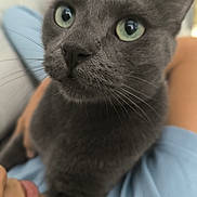Saphir participe au concours pour gagner de l'argent avec cette photo : cat, gray_cat, close_up, pet, animal, whiskers, green_eyes, feline, indoor, person, blue_shirt, fur, face, portrait, cute, domestic_animal, looking_away, curious, cozy
