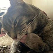 Trix joined the competition — help win amazing prizes! cat, tabby_cat, pet, feline, whiskers, paw, grooming, close_up, indoor, fur, tongue, cozy, home, portrait, blur, soft_light, relaxation, nose, ear, blanket