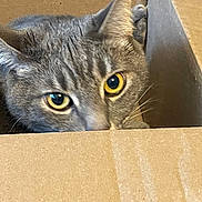 Trixie is registered to the contest to win money with this photo: abyssinian, animal, box, cardboard, carton, cat, indoors, kitten, manx, package, packagedelivery, person, pet