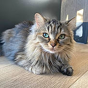 Canelle participe au concours pour gagner de l'argent avec cette photo : cat, tabby, long_hair, green_eyes, lying_down, wooden_floor, indoor, pet, feline, fluffy, whiskers, ears, natural_light, shadow, close_up, animal, cute, relaxed, domestic_cat, mammal
