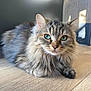 cat, tabby, long_hair, green_eyes, lying_down, wooden_floor, indoor, pet, feline, fluffy, whiskers, ears, natural_light, shadow, close_up, animal, cute, relaxed, domestic_cat, mammal