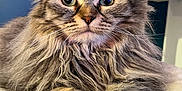 Canelle participe au concours pour gagner de l'argent avec cette photo : cat, fluffy, closeup, pet, feline, whiskers, relaxed, soft, indoor, cute, animal, portrait, fur, paws, tabby, muzzle, ears, sleepy, comfort, domestic