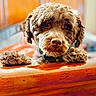 dog, close_up, curly_hair, paws, wooden_surface, indoor, pet, animal, cute, brown, fur, portrait, looking, expression, cozy, background_blur, face, snout, ears, domestic