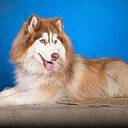 Rosty a rejoint le concours — aidez-le/la à gagner de superbes lots ! animal, background, blue_eyes, canine, dog, domestic_animal, ears, fluffy, fur, furry, husky, lying_down, muzzle, nose, pet, portrait, relaxed, side_view, studio, tongue_out