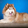 animal, background, blue_eyes, canine, dog, domestic_animal, ears, fluffy, fur, furry, husky, lying_down, muzzle, nose, pet, portrait, relaxed, side_view, studio, tongue_out
