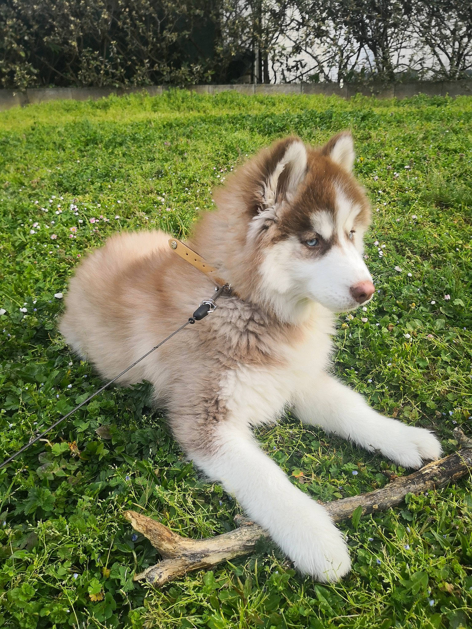Rosty participe au concours pour gagner de l'argent avec cette photo : canidae, carnivore, companion_dog, dog, dog_breed, fawn, fur, grass, plant, siberian_husky, sled_dog, snout, sporting_group, tail, terrestrial_animal, tree, wildlife, wolf, working_animal, working_dog