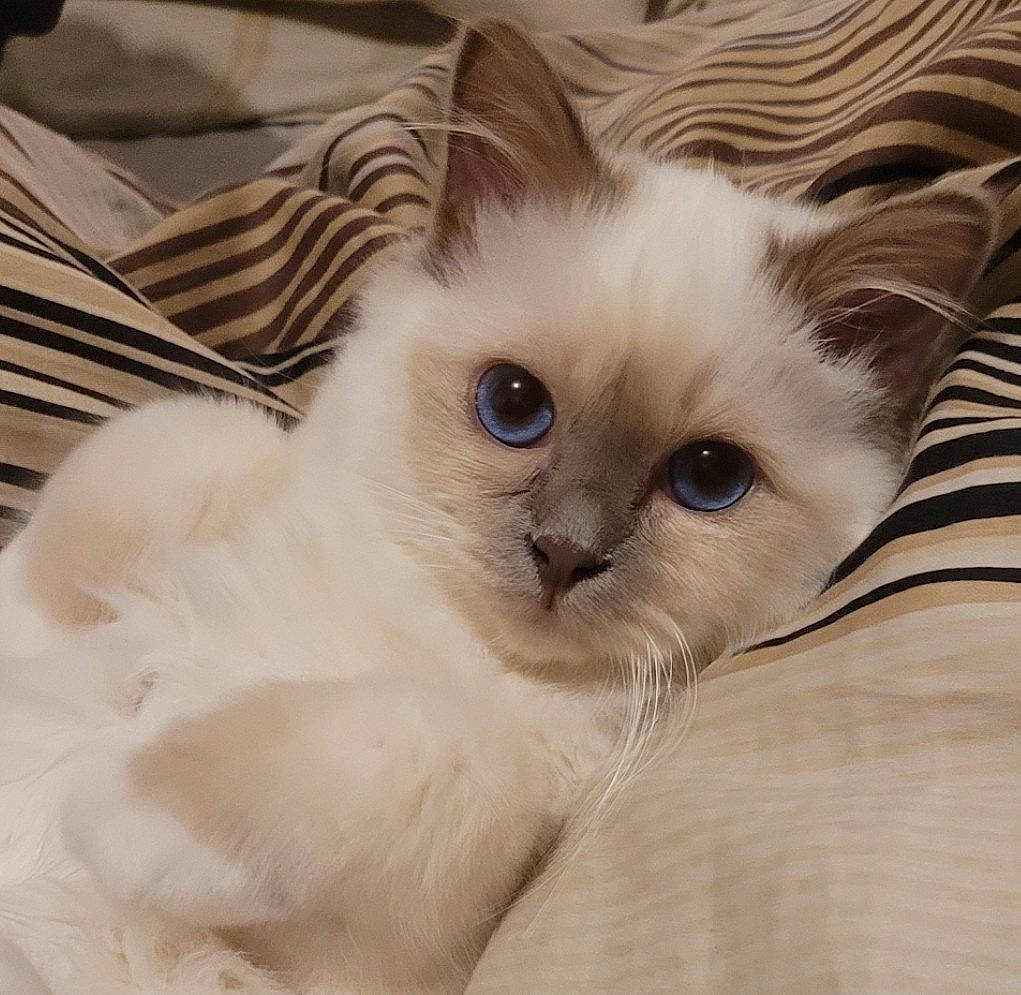 Chi participe au concours pour gagner de l'argent avec cette photo : balinese, birman, carnivore, cat, claw, comfort, fang, fawn, felidae, fur, iris, paw, ragdoll, small_to_medium_sized_cats, tail, terrestrial_animal, whiskers