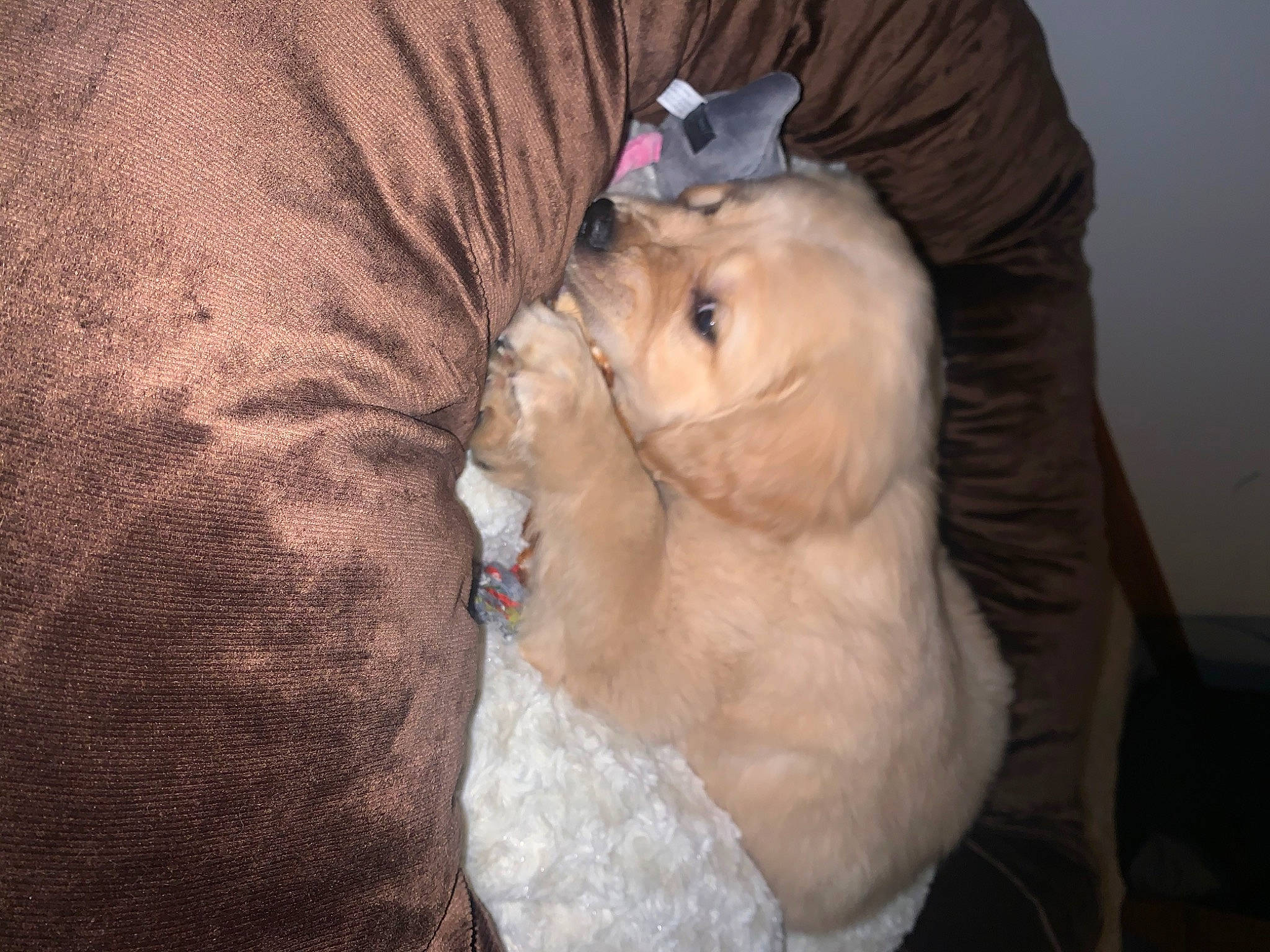 Bubba J is registered to the contest to win money with this photo: abdomen, baby, canidae, chest, comfort, companion_dog, dog_breed, fawn, felidae, fur, nap, small_to_medium_sized_cats, snout, sporting_group, stuffed_toy, teddy_bear, toddler, toy, trunk, whiskers