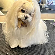 Taya participe au concours pour gagner de l'argent avec cette photo : dog, white, fluffy, groomed, bow_tie, pet, cute, animal, indoor, small_dog, fur, adorable, table, pensive, grooming, leash, collar, face, portrait, companion