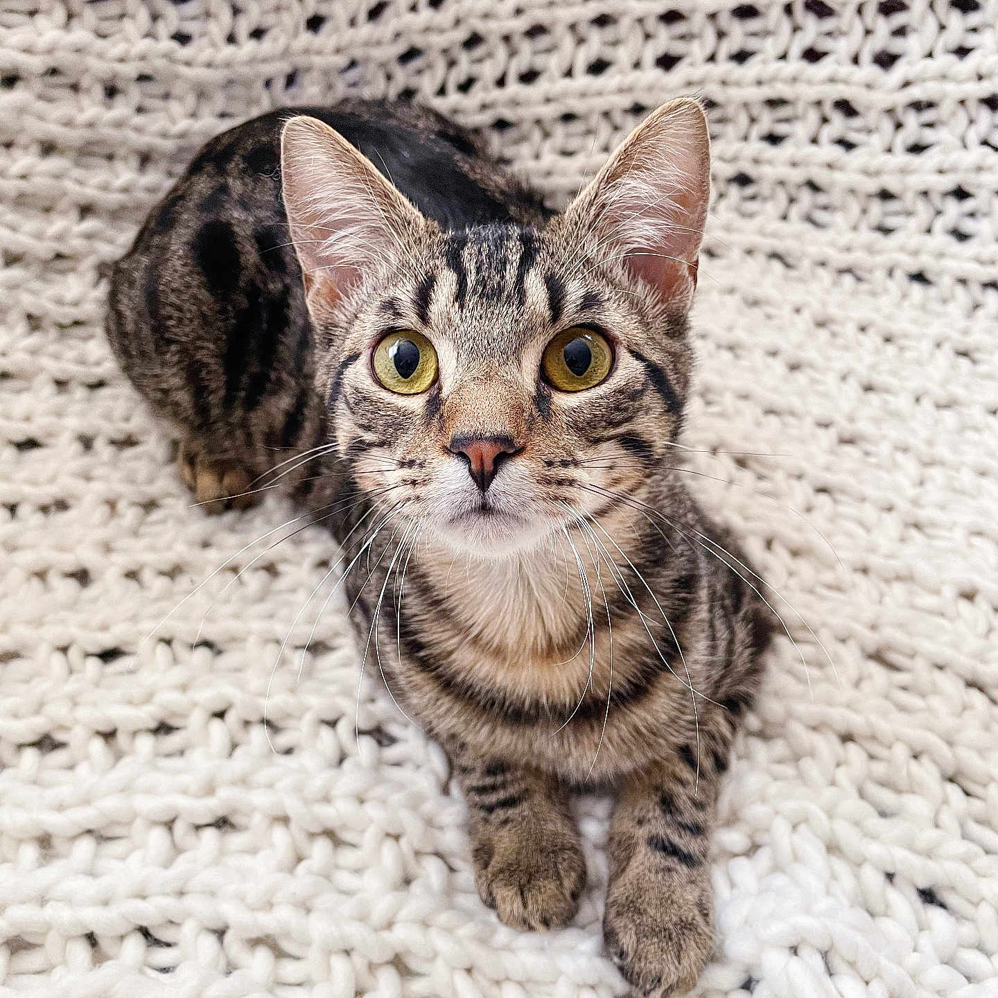 Oliver is registered to the contest to win money with this photo: abyssinian, animal, blanket, cat, egyptiancat, homedecor, kitten, manx, ocelot, pet