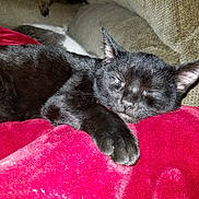 Alchemy is registered to the contest to win money with this photo: black, black_cat, bombay, carnivoran, cat, cat_like_mammal, chartreux, domestic_short_haired_cat, european_shorthair, fur, kitten, korat, mammal, small_to_medium_sized_cats, snout, tail, whiskers