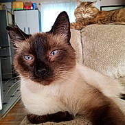 Mason joined the competition — help win amazing prizes! balinese, carnivoran, cat, cat_like_mammal, domestic_short_haired_cat, eye, fur, kitten, ragdoll, siamese, small_to_medium_sized_cats, snout, snowshoe, thai, tonkinese, whiskers