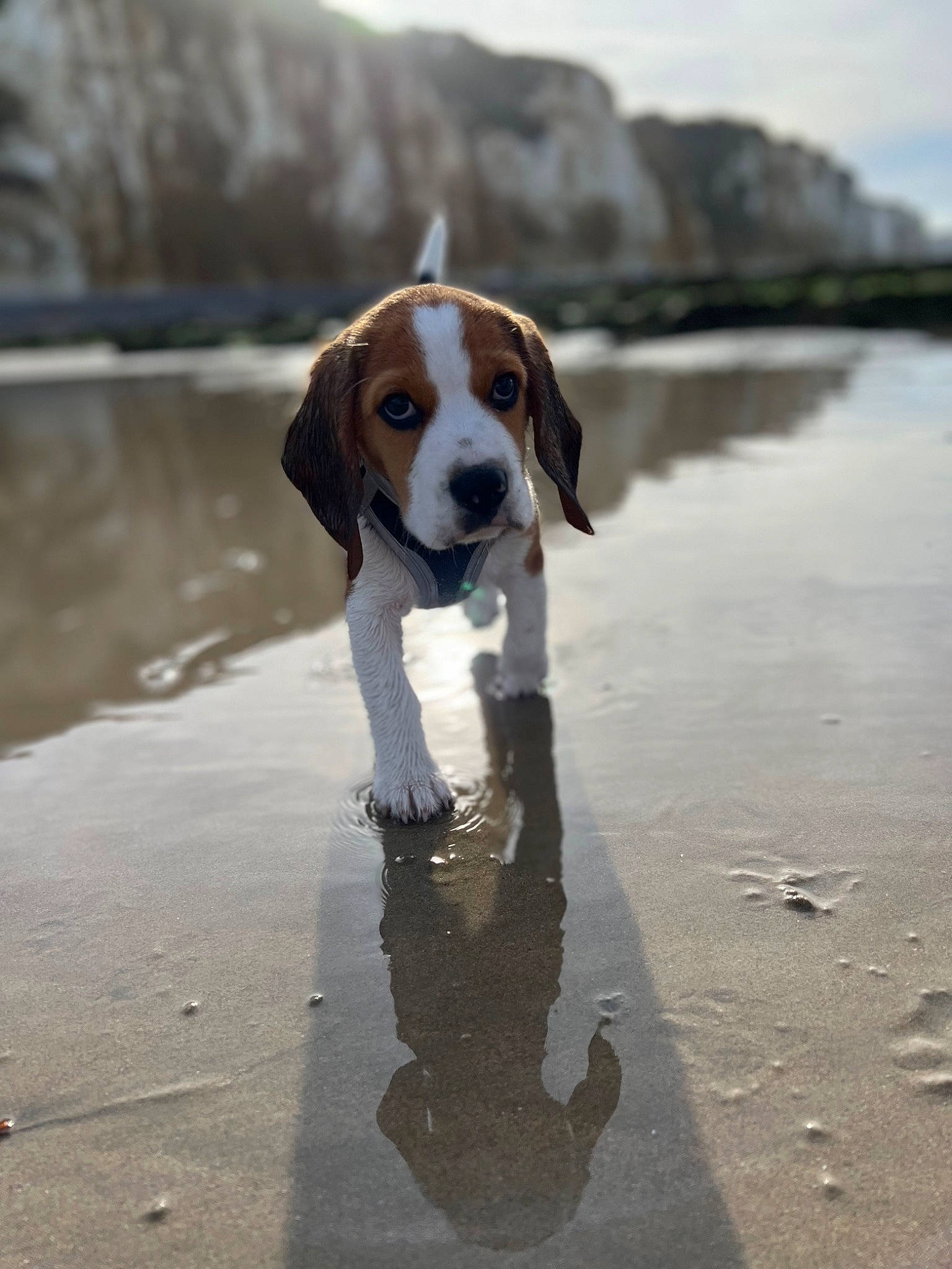 Tao a rejoint le concours — aidez-le/la à gagner de superbes lots ! asphalt, canidae, carnivore, cloud, collar, companion_dog, dog, dog_breed, fawn, gun_dog, hound, lake, road_surface, sky, snout, sporting_group, tail, water, working_animal, working_dog