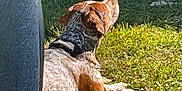 Beau is registered to the contest to win money with this photo: animal, backyard, chair, collar, daylight, dog, ear, grass, greenery, ground, lying_down, nature, outdoor, peaceful, pet, relaxed, rustic, speckled_coat, sunlight, wooden_structure