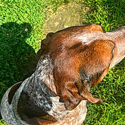 Beau is registered to the contest to win money with this photo: animal, brown, canine, dog, ears, feet, flip_flops, fur, grass, head, nature, outdoor, path, pet, shadow, speckled, stone, summer, sunlight, white