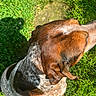 Beau is registered to the contest to win money with this photo: animal, brown, canine, dog, ears, feet, flip_flops, fur, grass, head, nature, outdoor, path, pet, shadow, speckled, stone, summer, sunlight, white