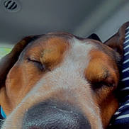Beau joined the competition — help win amazing prizes! dog, close_up, nose, sleeping, sleepy, brown_fur, white_fur, wrinkles, muzzle, whiskers, pet, animal, portrait, indoor, car_interior, cuddling, person, cozy, funny, snout