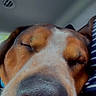 animal, brown_fur, car_interior, close_up, cozy, cuddling, dog, funny, indoor, muzzle, nose, person, pet, portrait, sleeping, sleepy, snout, whiskers, white_fur, wrinkles