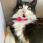 Ari is registered to the contest to win money with this photo: cat, black_and_white, fluffy, yellow_eyes, pink_bow_tie, whiskers, pet, indoor, cozy, blanket, feline, cute, close_up, portrait, animal, domestic, relaxed, soft_fur, curious, resting