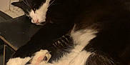 Ari is registered to the contest to win money with this photo: cat, black_and_white, sleeping, paws, fluffy_tail, indoor, window, resting, cute, pet, animal, feline, close_up, cozy, fur, whiskers, relaxed, domestic_cat, night, quiet