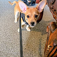 Genesis Patrick is registered to the contest to win money with this photo: dog, puppy, indoor, carpet, leash, harness, furniture, wood, bag, curious, small_dog, brown_dog, ears, face, pet, animal, looking, closeup, floor, domestic_animal