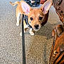 dog, puppy, indoor, carpet, leash, harness, furniture, wood, bag, curious, small_dog, brown_dog, ears, face, pet, animal, looking, closeup, floor, domestic_animal